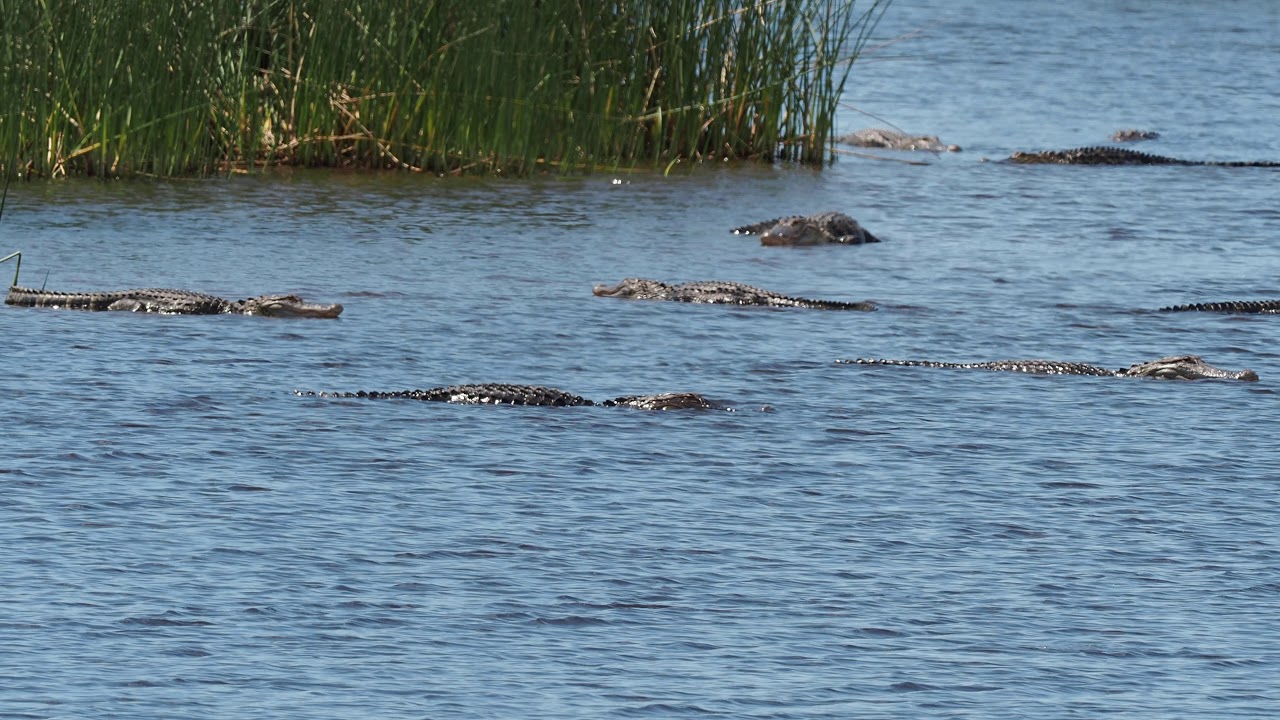 Okeechobee Gator Spring Break YouTube