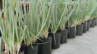 How to Grow Green Onion from seed at Home, Easy for beginners || farming at home