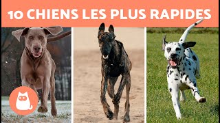 Top 10 DES RACES DE CHIENS LES PLUS RAPIDES au monde 🐶⚡ Quel chien est le  PLUS RAPIDE ?