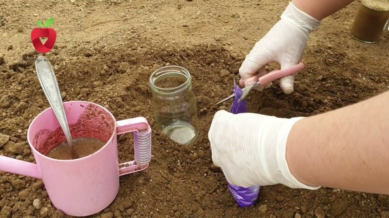 Самостоятельно измерьте значение pH почвы и обеспечьте растениям хорошие условия для роста