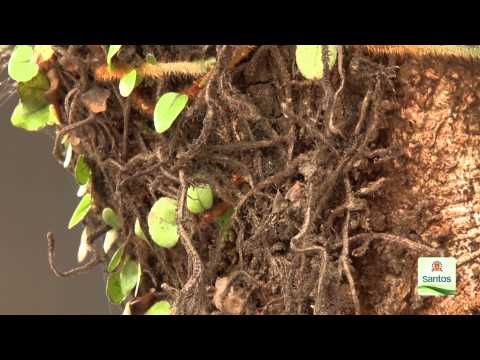 Vídeo: Tratamento da doença da árvore da magnólia: corrigindo doenças comuns da magnólia