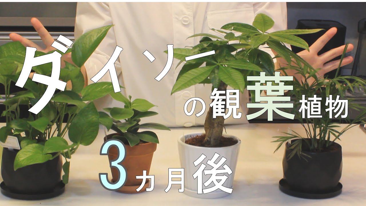 ダイソーの観葉植物3か月後の姿 100均観葉植物育て方 テーブルヤシ ポトス パキラ クルシアロゼア ダイソー 観葉植物 100円均一 ダイソー観葉植物3か月後 Youtube