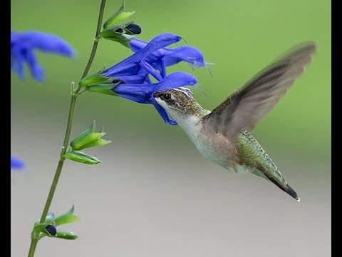 best plant to attract hummingbirds? Salvia Black & Blue! (also a good pollinator plant)