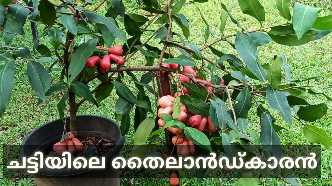 Thai Water Apple in Pot /തായ്‌ലന്റ്  ചാമ്പ  [Episode 3]