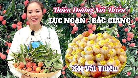 Thiên đường Vải Thiều Lục Ngạn vào mùa mưa & món Xôi Vải Thiều đặc sản Bắc Giang | SONG HỶ VLOG #236