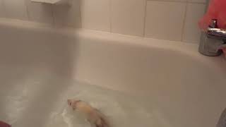 How I bath my ferrets!
