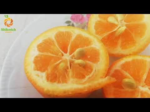 Video: Ali so citrusi in citronska kislina ista stvar?