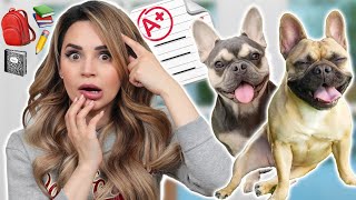 I Tested My Dogs Intelligence!