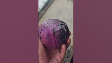 Red🥬🥦Cabbage .#shorts #short #shortvideo #shortsvideo #garden #4kuhd #farming #cabbage #vegetables