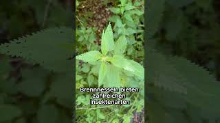 Brennnessel erklärt: Warum diese Wildpflanze viel mehr ist als nur Unkraut 🌿 #kräuterkunde#health