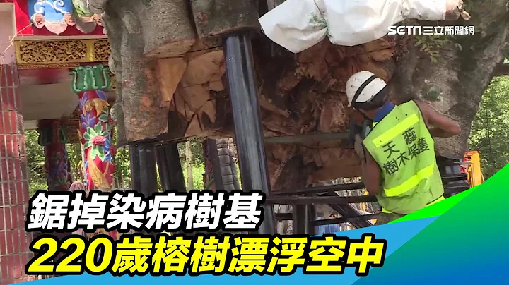 锯掉染病树基　220岁榕树漂浮空中｜三立新闻台 - 天天要闻