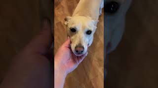 If I'm going to give my dog treats, I might as well give her something that helps her #dog #treats