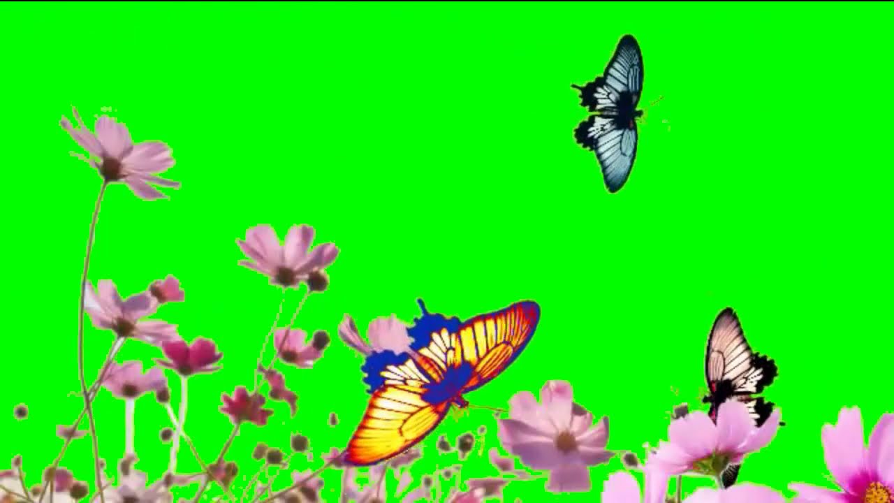Complete ButterFly's Green screen video's Copyright free.. YouTube
