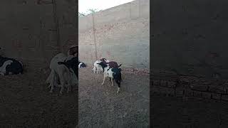 teady bredr #whitegoat #beautifullgoats #animals #farming #beetalgoat #bull #qurbanvlogs #nilered