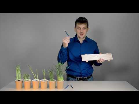 Видео: Что такое полегание - причины полегания растений и его влияние на растения