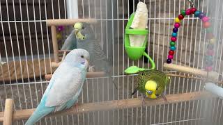 Happy Budgies Sounds,Active,Playing,Calling and beautiful Lucky Jagger Mia