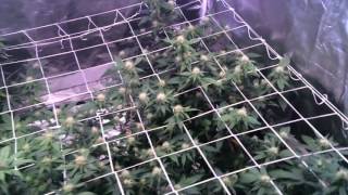 Week 4 nutrient grow off!!