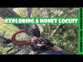 Exploring a Honey Locust &amp; Swinging the Hook_Recreational Tree Climbing