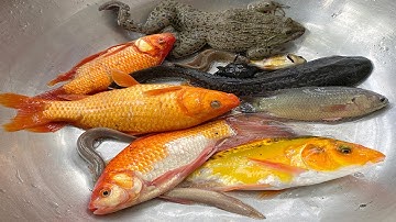 Kem Chanel bắt cá được cá chép, cá vàng, cá rô, cá chạch, con cua, con ếch, ca sấu, sư tử