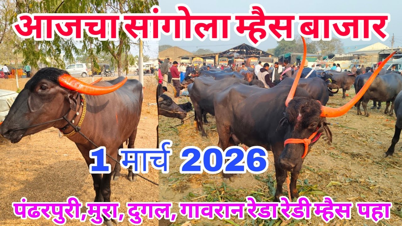 आजचा सांगोला म्हैस बाजार 1 मार्च 2026 #sangola_म्हैस_bazar#baffalo_market_in_maharastra #म्हैस