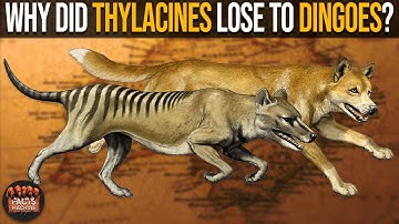 Why Did Thylacines Lose to Dingoes?