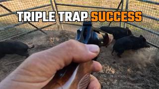 TRAPPING: Dingoes, Pigs and Cats