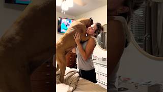 Enjoy dog #dog #doglife #pets #germanshepherd #goldenretriever #puppy #funny #cutedog