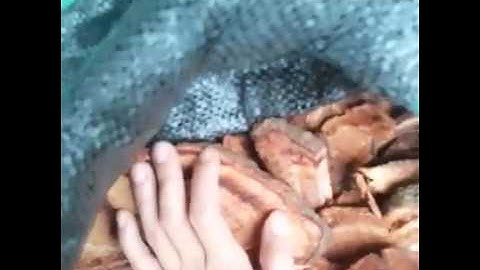 CỎ MÁU TUỆ LÂM - CỎ MÁU TĂNG CÂN 0941979046 để được tư vấn - video phân biệt cỏ máu, huyết đằng