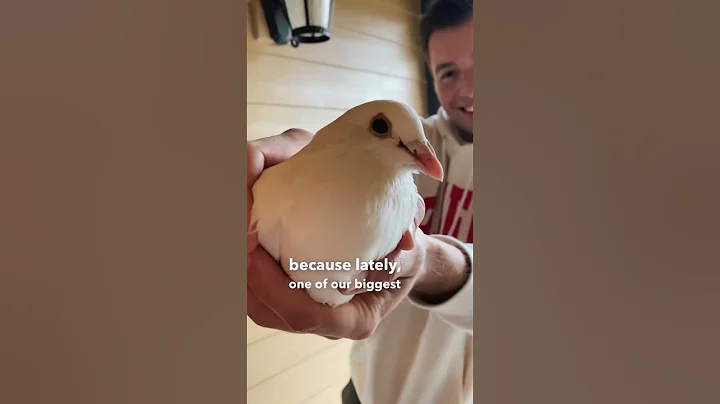 Sign From God: A Dove Appeared At My House 🕊