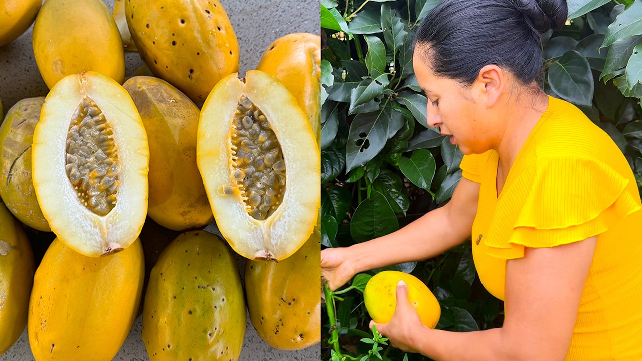 La MEJOR cosecha de TUMBOS en mi Huerta | Doña Viky | Viky Aventura