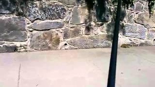 Woodchuck Rescue Attempt.