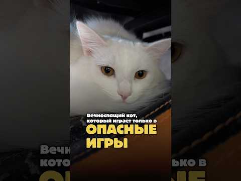Опасные игры кота 🙀