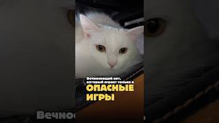 Опасные игры кота 🙀