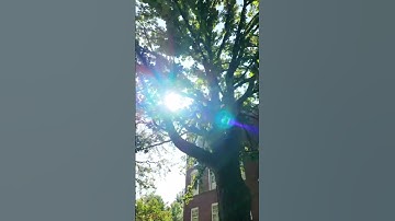 Vanderbilt Arboretum