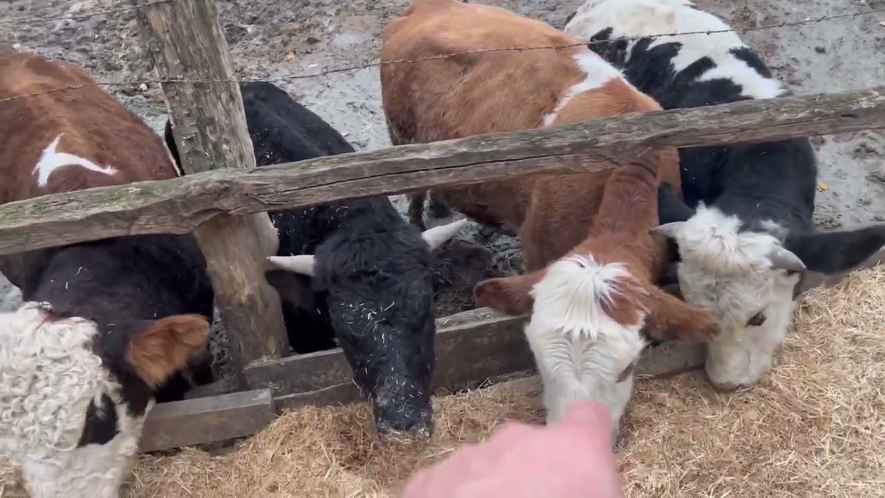 Kurbanlık mı? Süt mü? Yeni Başlayacaklara Tavsiye Hayvanlarımızın Bakım Beslemesini Yapıyoruz