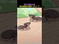 頭が鍋蓋の蟻 実は最強の盾だった!?
