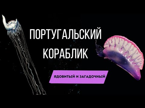 Гигантские щупальца португальского кораблика. Самое ядовитое и загадочное существо в океане