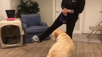 7.4 Cue discrimination nose vs paw