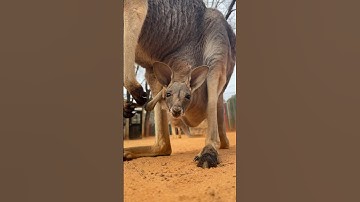 Baby kangaroo is peeking out of the pouch 🥰🦘 #animals #cuteanimals #shorts