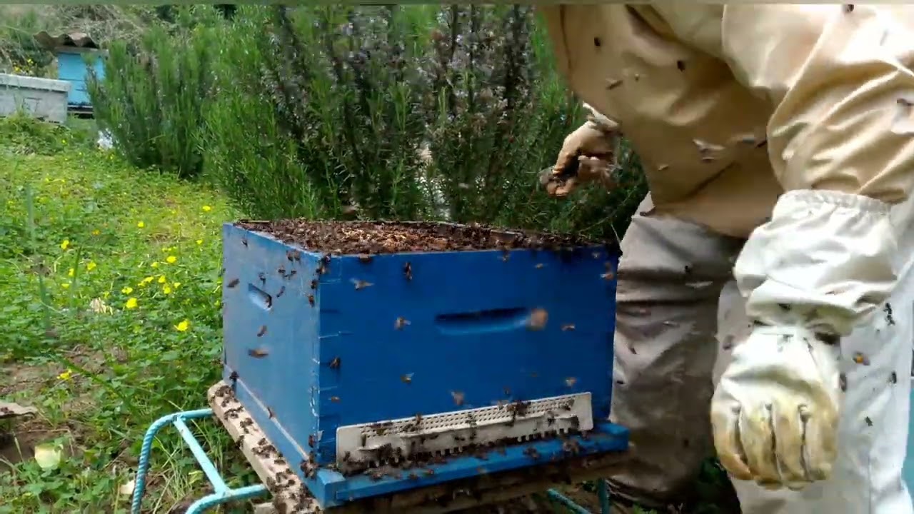 طريقة رفع العاسلة لخلية قوية ما شاء الله#رفع-العاسلة