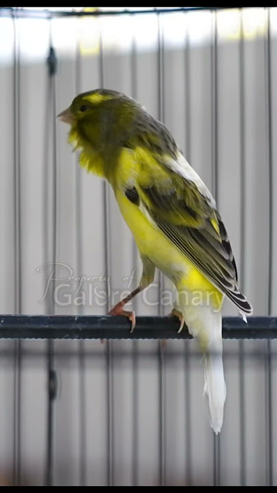 kicau burung kenari isian sanger mix gelatik 2025 #birdtraining #kenari #kenarigacor