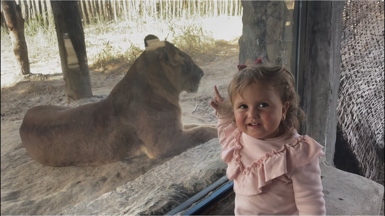 أول مره بيبي حياه تشوف الاسد 🦁 علي الحقيقة ! وضربت الاسد