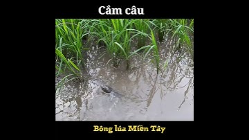 Cắm câu cá lóc