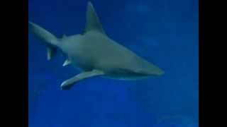 Bent shark fin. by NorCalKay 492 views 9 years ago 7 seconds