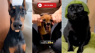 These Dogs and cats Are Living Their Best Lives 🐱 Funniest Animal Videos #11