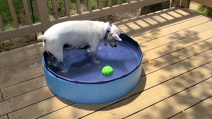 July 6, 2022 Smiley playing in a pool