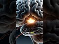 Brain runs on 20W—less than a bulb! 🧠💡✨ #Shorts #Science #Brain #Mind #Facts