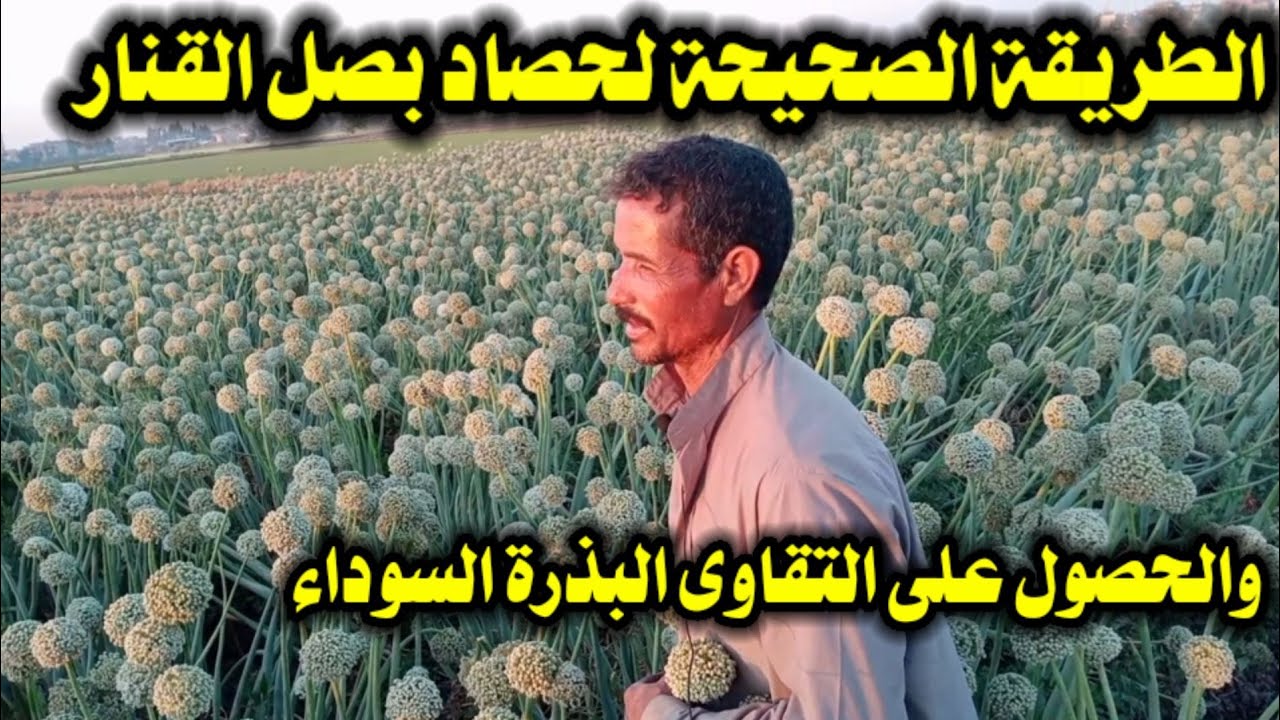 الطريقة الصحيحة لحصاد بصل القنار؛ والحصول على التقاوى البذرة السوداء