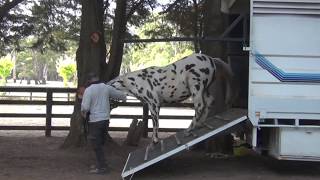 Knabstrupper Cross Training for Float and Truck Load - Training Horses ..