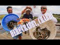 BLUE CRAB CRABBING/Chicken vs Fish/Crabbing ain't just about the CATCH *Bonus Seashell Sand $ Haul*